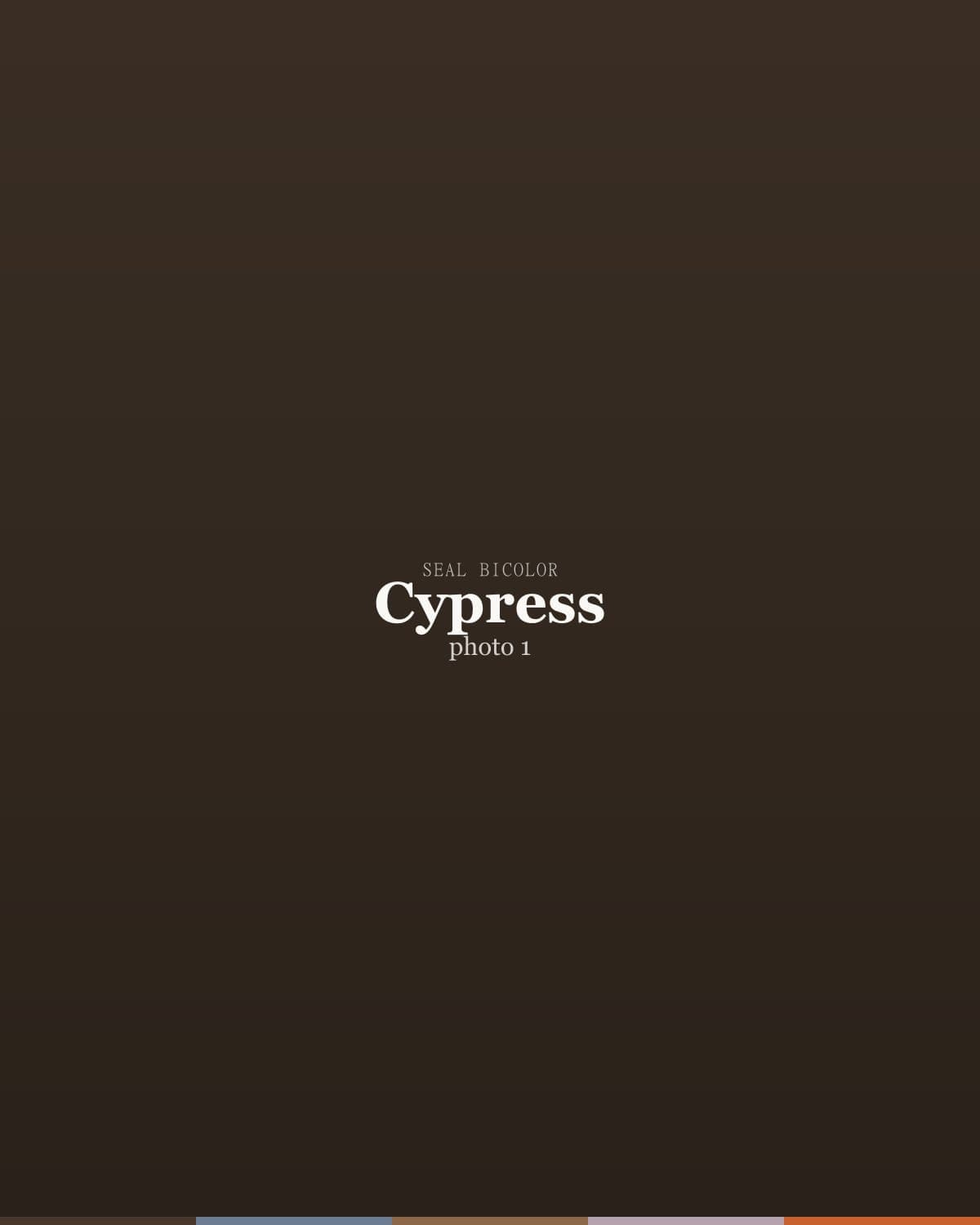 Cypress, a seal bicolor ragdoll kitten — photo 1