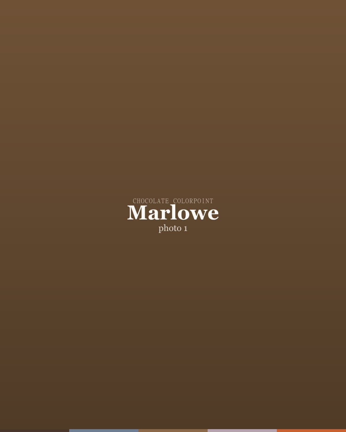 Marlowe, a chocolate colorpoint ragdoll kitten at nine weeks old