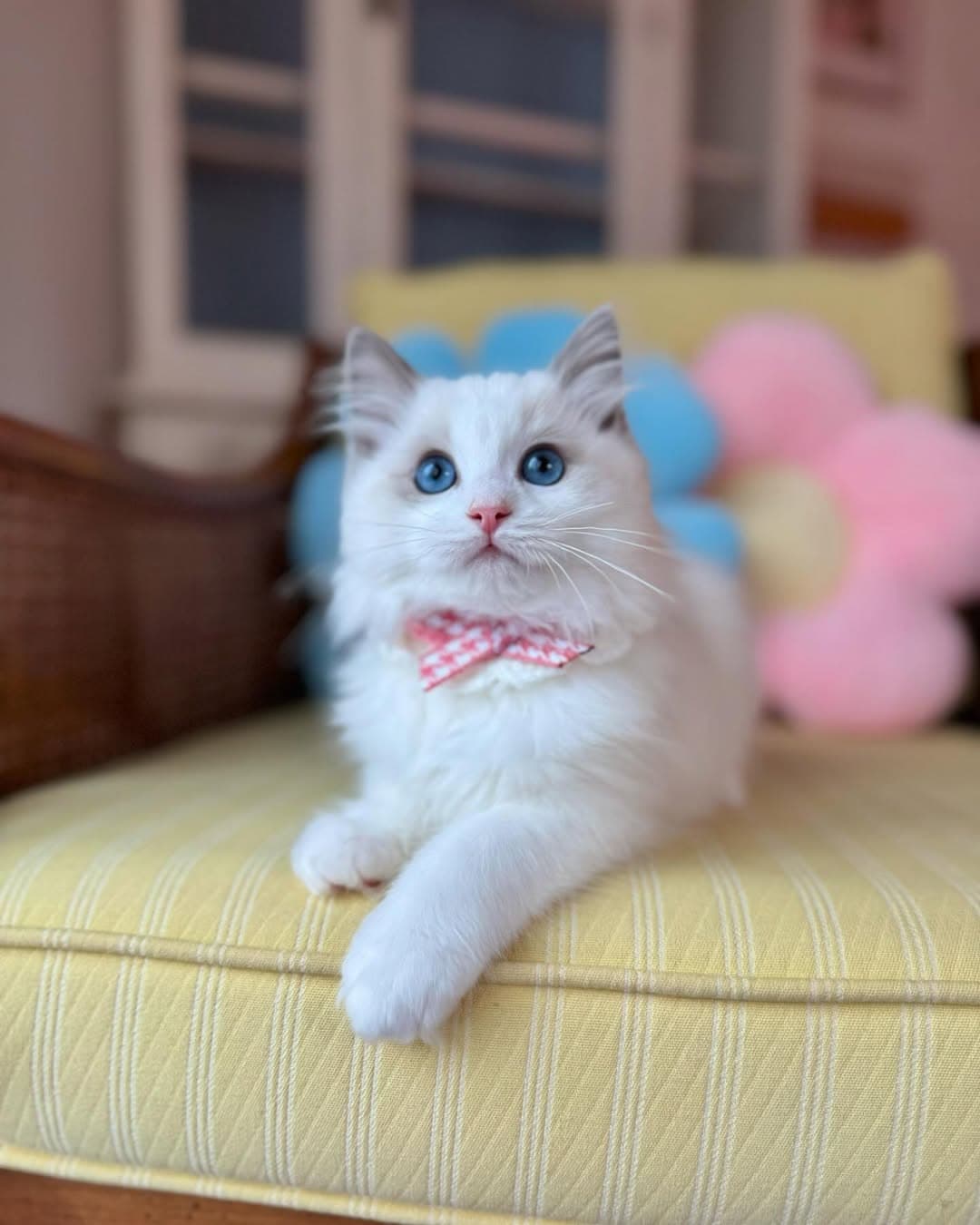 Sophie, a blue bicolor ragdoll kitten