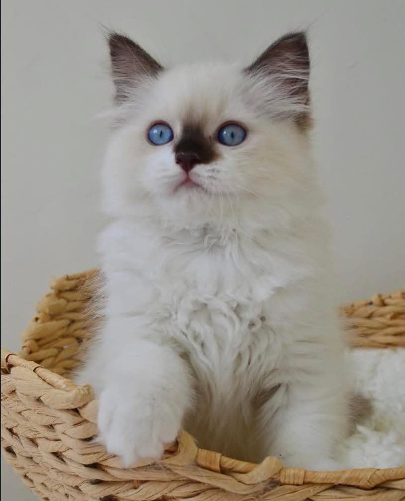 Teddy, a chocolate bicolor ragdoll kitten — photo 1