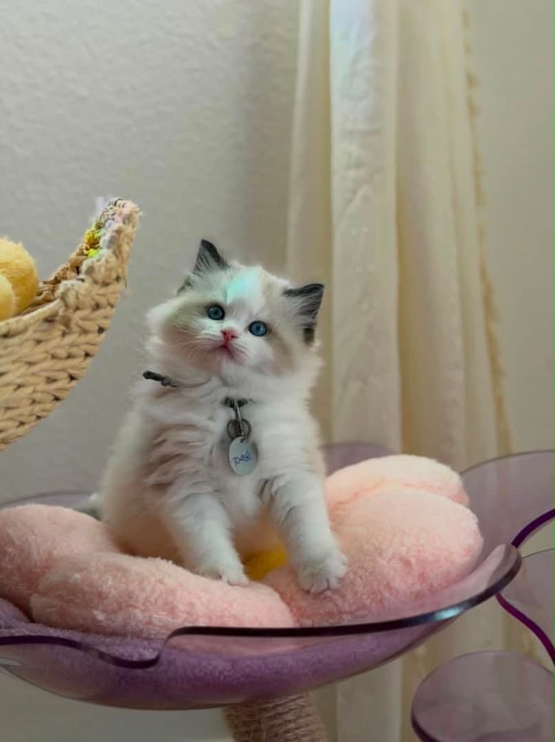 Toast, a seal bicolor ragdoll kitten — photo 1