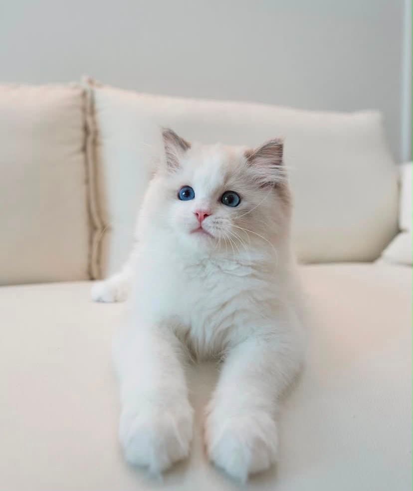 Lilly, a blue bicolor ragdoll kitten — photo 1