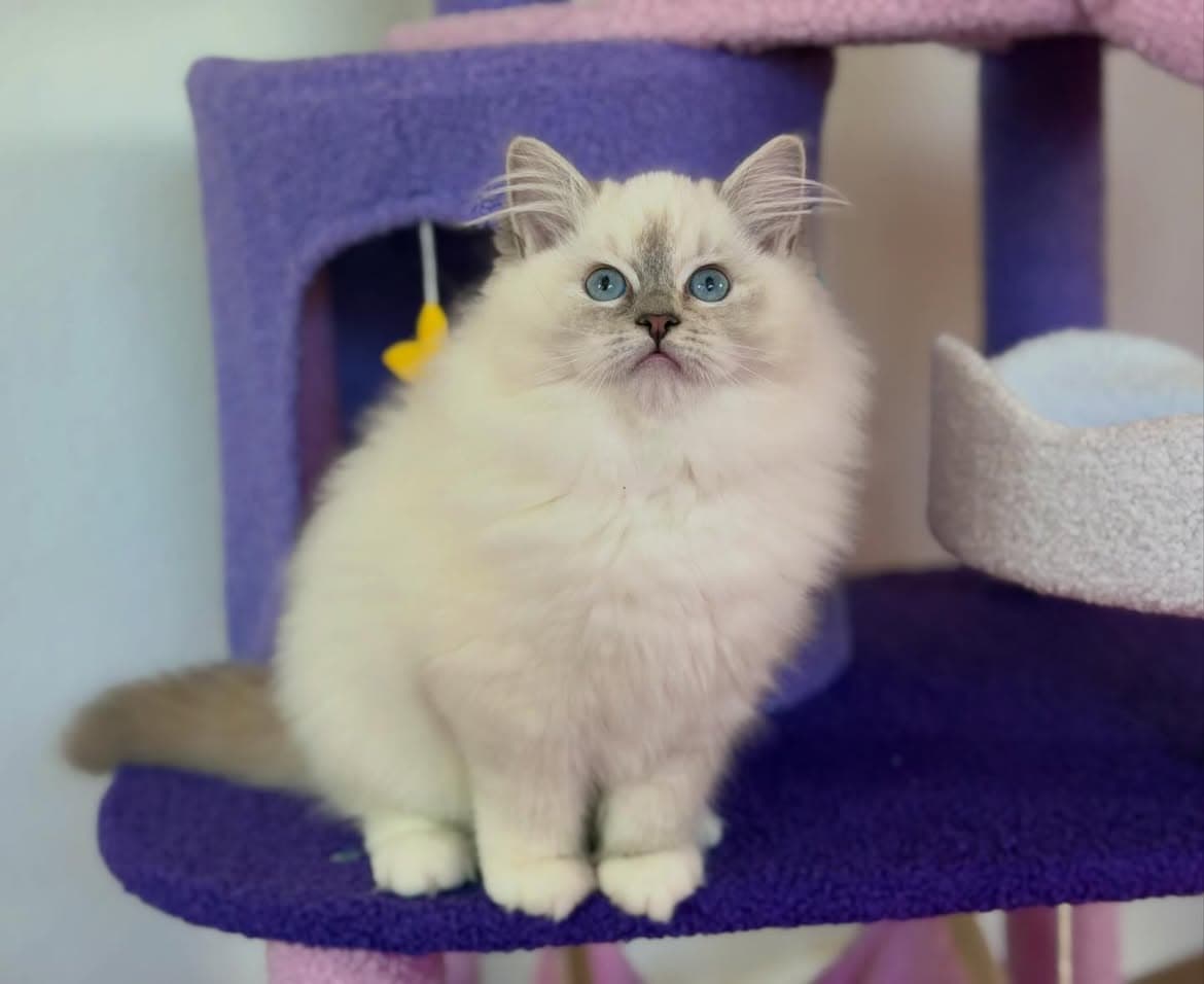 Zoya, a blue tortie mitted ragdoll kitten — photo 1