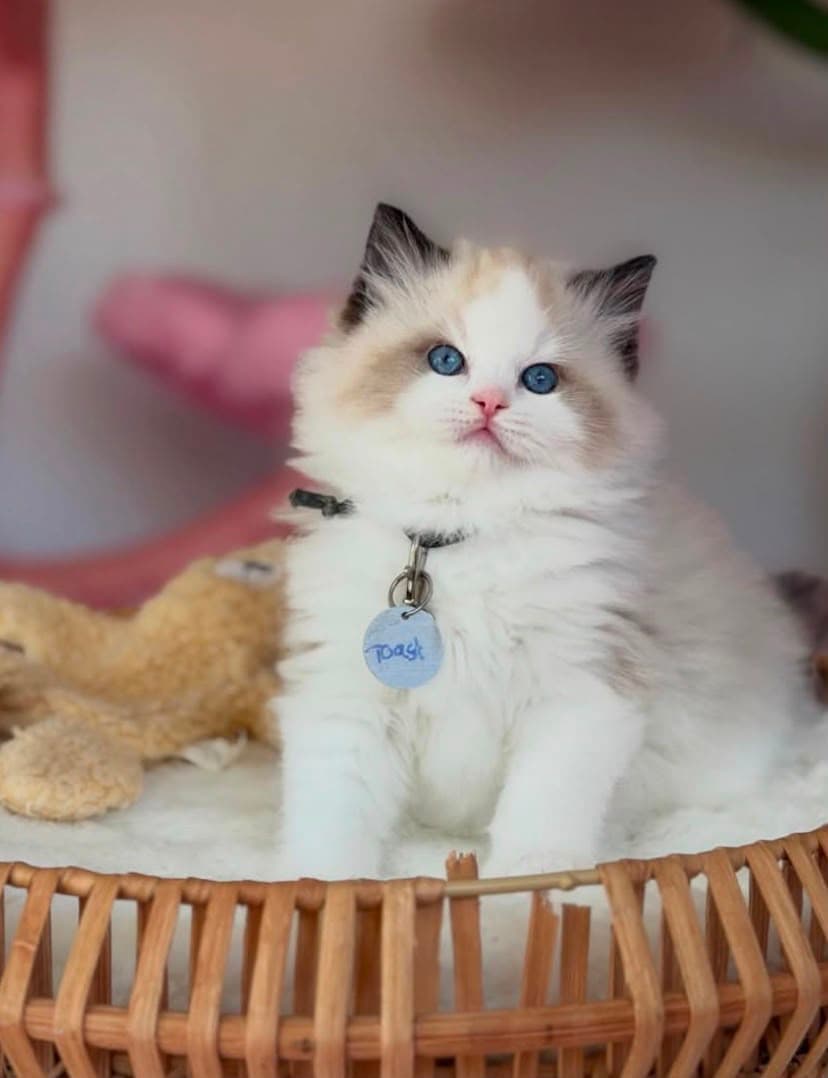 Toast, a seal bicolor ragdoll kitten — photo 1