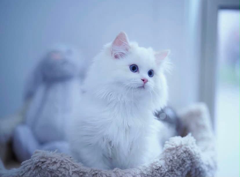 Max, a cream bicolor ragdoll kitten — photo 1