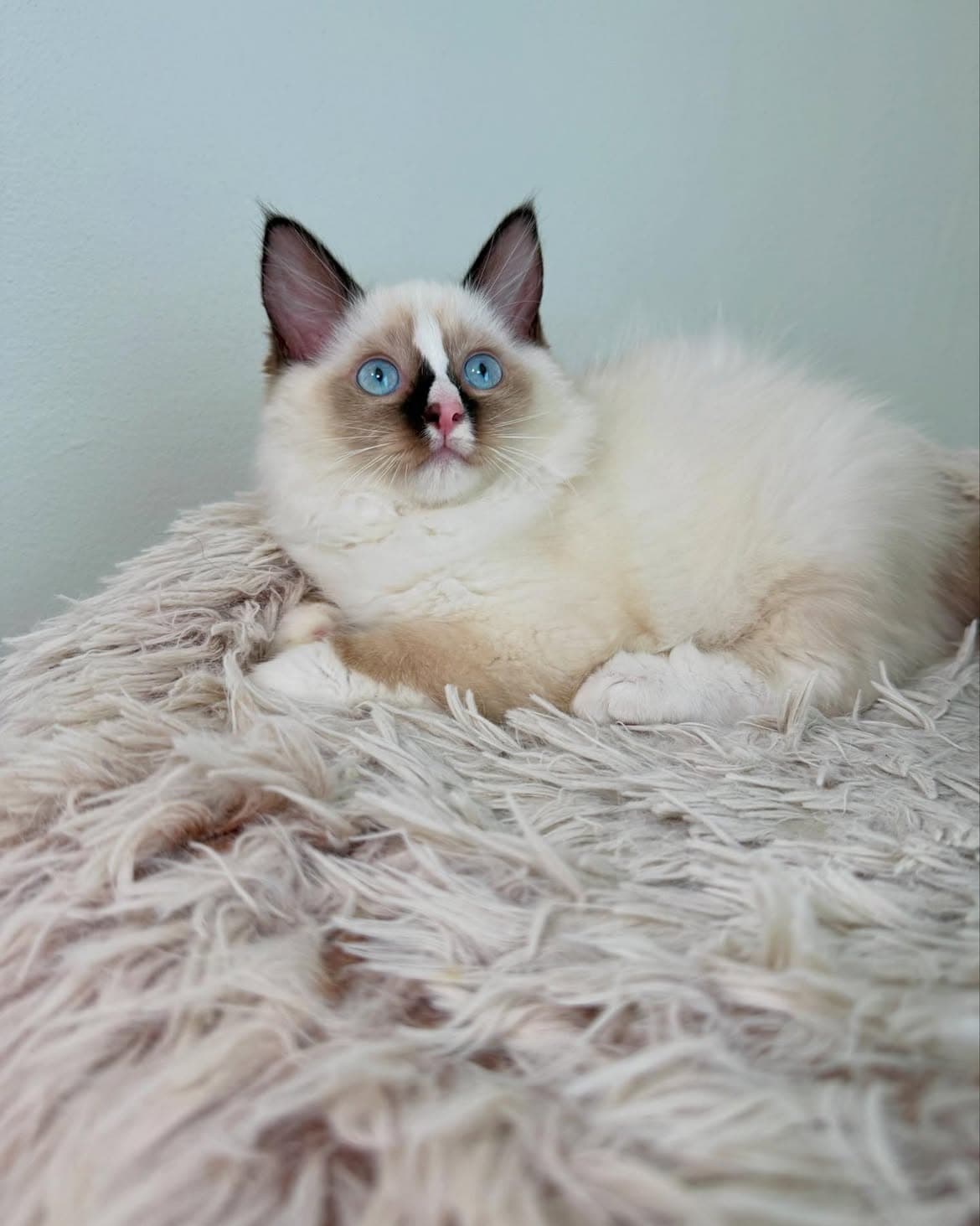 Lola, a chocolate bicolor mitted ragdoll kitten — photo 1