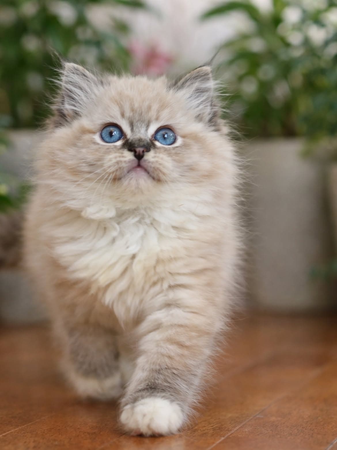 Jasper, a seal lynx mitted ragdoll kitten — photo 1