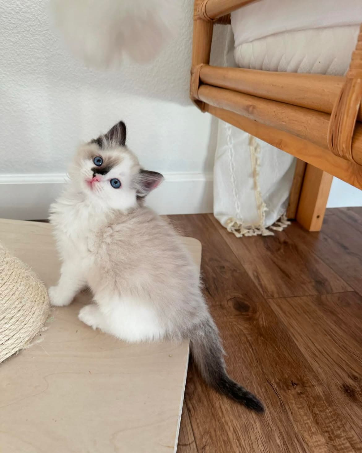 Pixie, a seal bicolor ragdoll kitten — photo 1