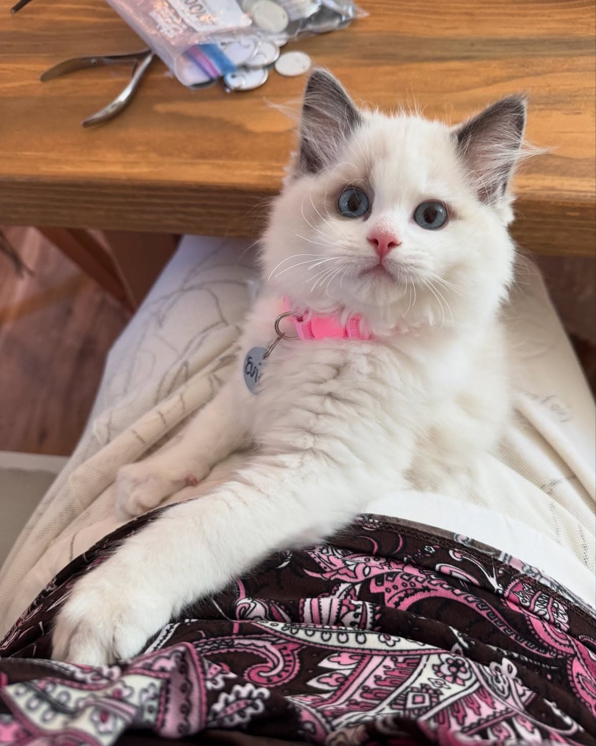 Evie, a blue bicolor ragdoll kitten — photo 1