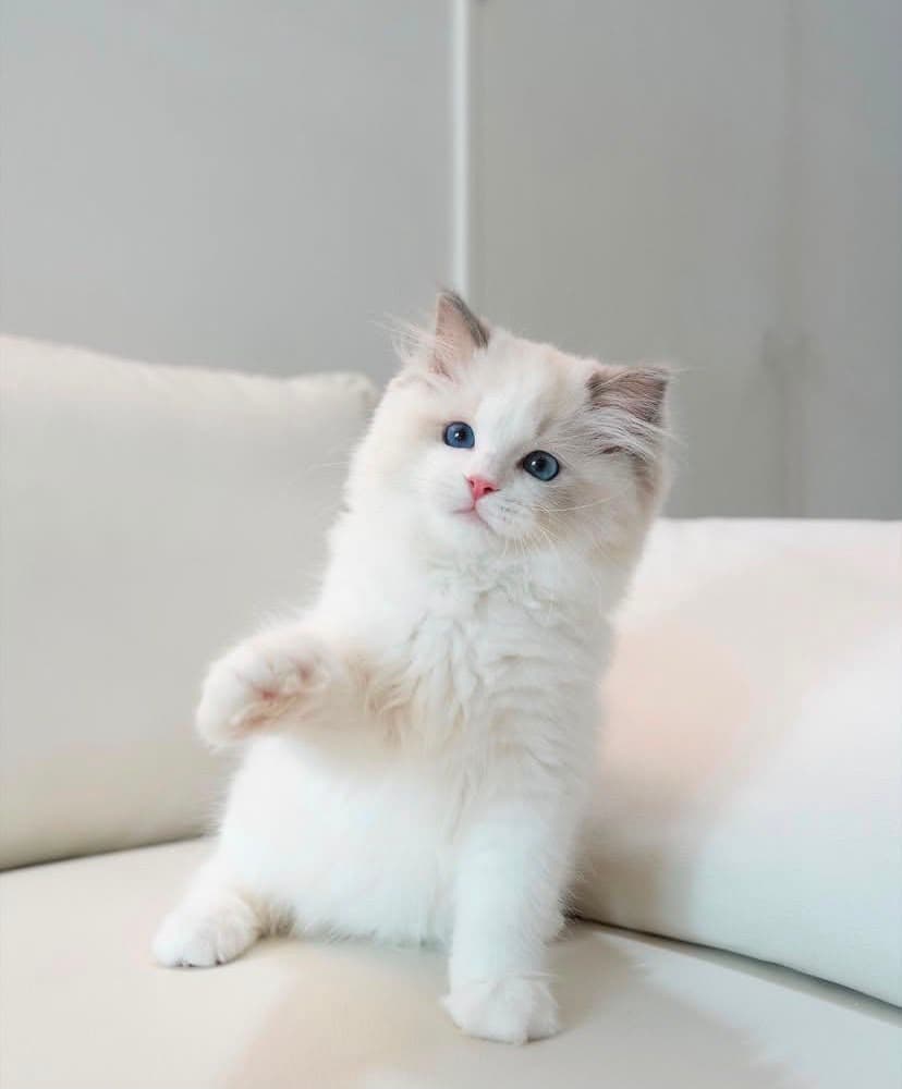 Lilly, a blue bicolor ragdoll kitten — photo 1