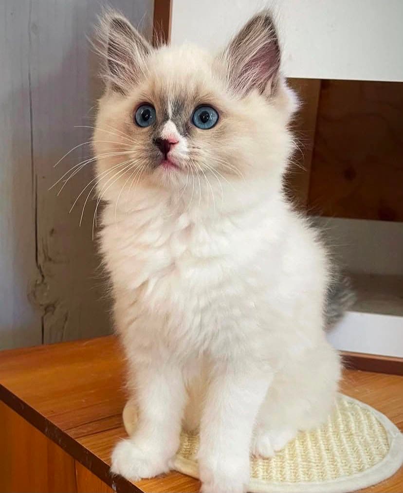 Oliver, a blue mitted bicolor ragdoll kitten — photo 1