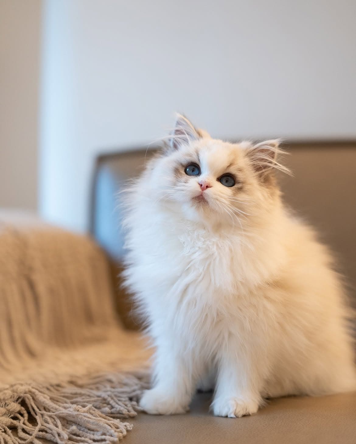 Max, a seal lynx bicolor ragdoll kitten