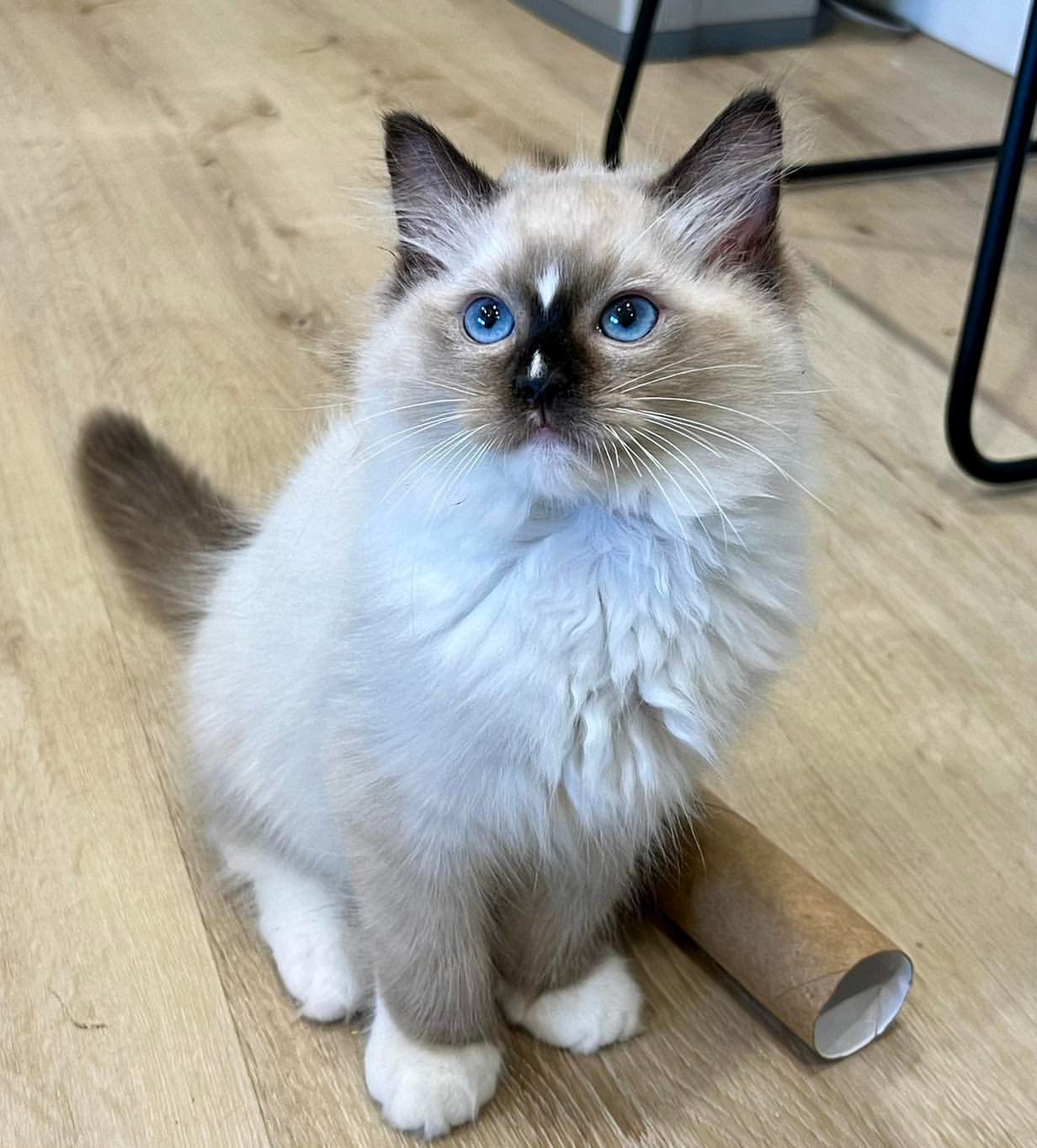 Atlas, a seal mitted with blaze ragdoll kitten — photo 1